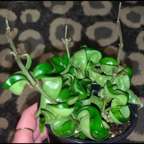 Hoya compacta / Hindu Rope - Picture 2 of 2